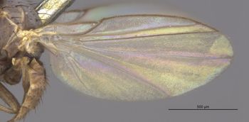 Media type: image;   Entomology 13431 Aspect: Wing front